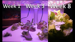 Timelapse of Lettuce in IDOO Hydroponic Smart Garden 4K Ultra HD [upl. by Roland721]