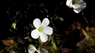 Arenaria montana Mountain sandwort [upl. by Manvel95]