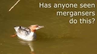 UnCommon Merganser Behavior Looks like Laughing [upl. by Raven301]