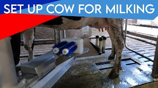 First time setting up cow for milking with milking robot  Merlin M2  AMS Galaxy 2G [upl. by Haag]