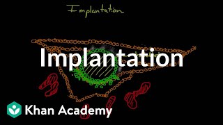 Implantation  Behavior  MCAT  Khan Academy [upl. by Ronalda]