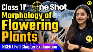 MORPHOLOGY OF FLOWERING PLANTS One Shot  Class 11th Biology NCERT Full Explanation with Sonam Maam [upl. by Aivatahs]