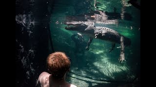 Do you want to swim with gators Watch an Underwater Alligator Tour in the Everglades [upl. by Laeira272]