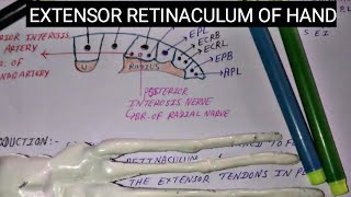 EXTENSOR RETINACULUM OF HAND WITH MNEMONIC  by charsi [upl. by Rodolph295]