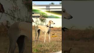 Thoranai 🔥💯 chippiparaihound pets kannidog chippiparaidog doglover [upl. by Anaahs]