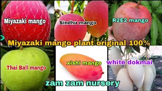 Miyazaki mango plant original 100  seedless Sindhu mango plant  R2E2 mango onion delivery Availa [upl. by Nonnaihr]