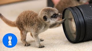 Meerkat Pups Playing  CUTEST Compilation [upl. by Initof457]