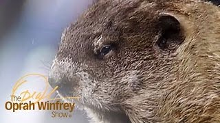 Oprah Meets quotOfficial Groundhogquot Punxsutawney Phil  The Oprah Winfrey Show  Oprah Winfrey Network [upl. by Ayotaj]