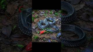 งูสามเหลี่ยมหัวหางแดง  Redheaded Krait  Bungarus Flaviceps [upl. by Eliason]