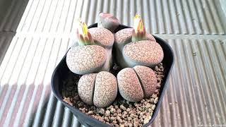 リトープス開花タイムラプス（長時間） Timelapse video of flower of Lithops long time ver [upl. by Gilmer]