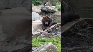 Chilling Bears at Bear Mountain bear bearmountain newyork usa shorts [upl. by Anawal]