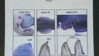 Wings Legs and Fins How Do New Organs Arise in Evolution with Neil Shubin [upl. by Tengdin]