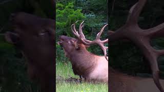 Biggest Elk Bulls Bugle  The quotSheriffquot [upl. by Adrianne627]