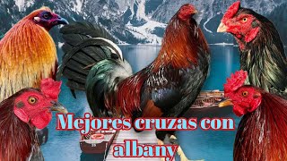 Las 5 mejores cruzas con albany elpoderdelpollo2342 [upl. by Cookie]