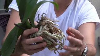 How To Replant Orchids [upl. by Wilfreda]