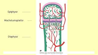 Formen der Knochenbildung [upl. by Appel422]