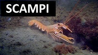 SCAMPI  Nephrops norvegicus  Scuba diving Ireland [upl. by Atiek267]