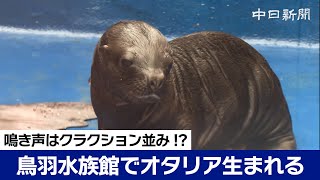 鳴き声はクラクション並み 鳥羽水族館でオタリア生まれる [upl. by Forester]