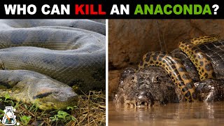 7 Animals That Could Defeat An Anaconda [upl. by Ahsauqram415]