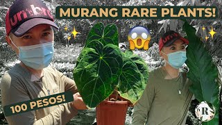 SILANG CAVITE GARDEN TOUR  CHEAP amp RARE PLANTS [upl. by Earley]