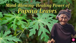 Mind Blowing Healing Power of Papaya Leaves  Medicinal Plants  Blissed Zone [upl. by Ylrahc843]