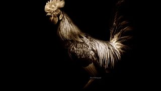 Rooster Crowing Sound effects  Free [upl. by Poock]