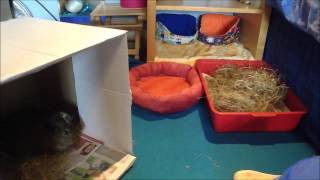 Guinea Pig Floortime Tips and Advice [upl. by Kask]