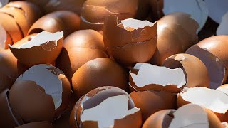 Crushed eggshells for plants and tomatoes  tips for your garden [upl. by Kirima]