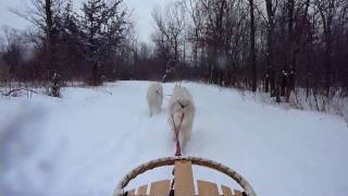 Samoyed Sleddogs Feb 2010 [upl. by Addia]