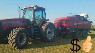 Case Ih Magnum Mx200 Fall Time Hay Baling agriculture [upl. by Hesper217]