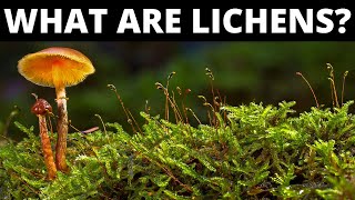 Do You Know What Are Lichens [upl. by Dulcine367]