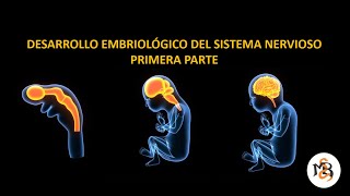 DESARROLLO DEL SISTEMA NERVIOSO I [upl. by Louisa209]