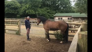 Terrified Horse is very hard to catch and needs my help [upl. by Schafer]