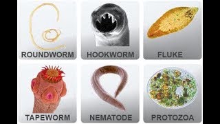 Microbiology of Parasites [upl. by Hanala583]