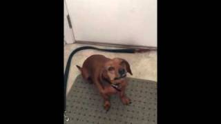 Reverse Sneezing in a Dachshund [upl. by Norwood]