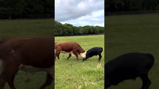 It’s a Bull Fight animals cow farming shortsfeed [upl. by Aihpled863]