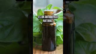 3 Sorprendentes Beneficios de Comer Oréganoquot orégano salud [upl. by Aniled]