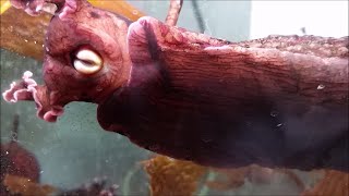 Aplysia biting behavior seen through aquarium glass [upl. by Richmond]