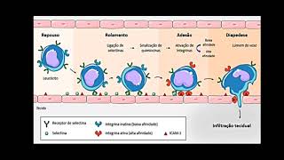 Patologia  Inflamação Aguda Crônica e Reparo Tecidual parte 1 [upl. by Peoples]