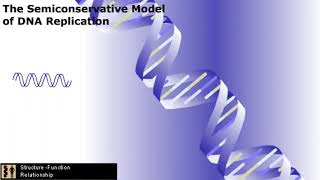 Summary of DNA Replication [upl. by Nirra]