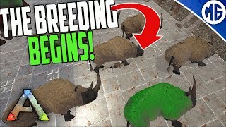 THE BREEDING BEGINS 5 man Ragnarok PvP  Ark Survival Evolved [upl. by Egroeg261]