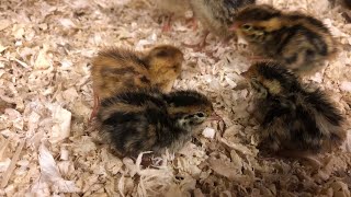 How to creat sex link coturnix quail [upl. by Georgeanne599]