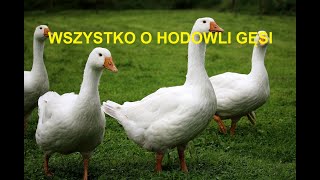 6 ZWIERZĘTA GOSPODARSKIE WSZYSTKO O HODOWLI GĘSI OPŁACALNOŚĆ WYMAGANIA PORADY [upl. by Milde858]