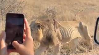 Casper White Lion amp brothers amp Old Sweni Male Lion with bleeding wounds  11 October 2023 [upl. by Victoir161]