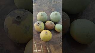 Belgiri Fruit yummy 😋shorts shortvideo youtubeshorts [upl. by Ynohtnakram]