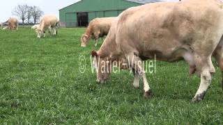 Vaches allaitantes de race Blonde dAquitaine en pâture sur prairie 120316M030 [upl. by Nurse]