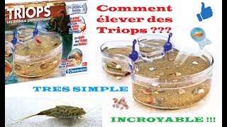 TUTO  Comment élever des Triops dans un aquarium  Les animaux préhistoriques à la maison [upl. by Neimad]