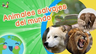 Animales Salvajes para Niños Videos Educativos para Niños [upl. by Hgielram]