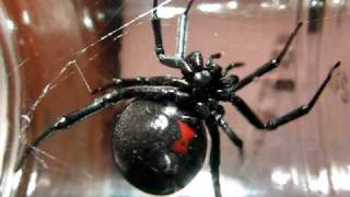 Huge Black Widow Spider [upl. by Strohben]