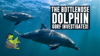 Awesome facts about the Bottlenose Dolphin [upl. by Cower]